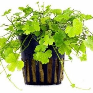 Hydrocotyle cf. tripartita, sp. Japan or sp. Australia POTTED freshwater aquarium plant (Buy 2, Get 1 Free)