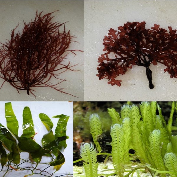 Macroalgae Marine Bundle: Red OGO Gracilaria, Caulerpa - 4 Pack