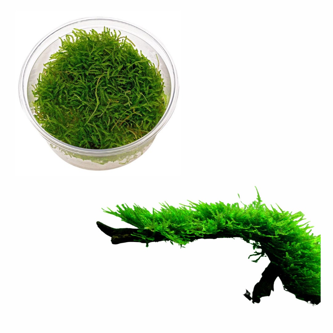 Shore Aquatic's Premium Java Moss 2 Day Shipping Free - Etsy Canada