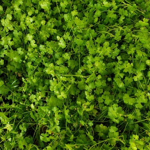 Hydrocotyle cf. tripartita, Hydrocotyle sp. &#39;Japan&#39; or Hydrocotyle sp. &#39;Australia&#39; Plant Mat 10X10 Aquarium Plant
