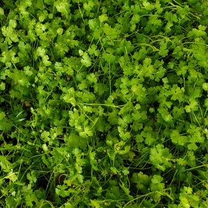 Hydrocotyle cf. tripartita, Hydrocotyle sp. 'Japan' or Hydrocotyle sp. 'Australia' Plant Mat 10X10 Aquarium Plant image 1