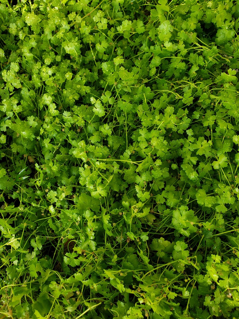 Hydrocotyle cf. tripartita, Hydrocotyle sp. 'Japan' or Hydrocotyle sp. 'Australia' Plant Mat 10X10 Aquarium Plant image 1