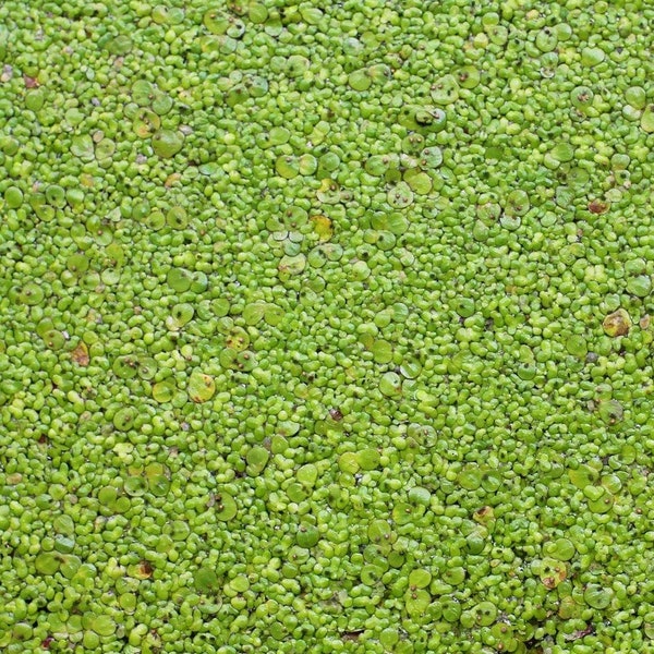 Duckweed (Lemna Minor) - 25/50/100 Live Plants by Shore Aquatic - Ideal for Aquariums, Ponds & Water Gardens - Buy 1 Get 1 Free