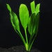 see more listings in the Freshwater Plants section
