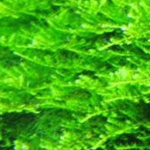 Christmas Moss-live aquarium plant (Buy 2, Get 1 FREE) Vesicularia Montagnei