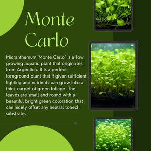 1/3/5 Potted Monte Carlo (Micranthemum Tweediei) Freshwater Plants by Shore Aquatic - Perfect for Aquarium Ground Cover