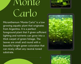 1/3/5 Potted Monte Carlo (Micranthemum Tweediei) Freshwater Plants by Shore Aquatic - Perfect for Aquarium Ground Cover