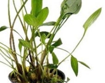 Cryptocoryne Lutea - A Lush, Low-Maintenance Aquatic Plant - Perfect for Novices & Experts - 1/3/5 Plant Packs Available