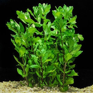 May include: A cluster of bright green aquatic plants with multiple stems and small, rounded leaves. The plants are rooted in a bed of small, light-colored gravel, set against a solid black background. The leaves are densely packed, creating a full, lush appearance.