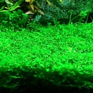 1/3/5 Potted Pearlweed (Micranthemum Micranthemoides) Freshwater Plants by Shore Aquatic - Perfect for Aquariums