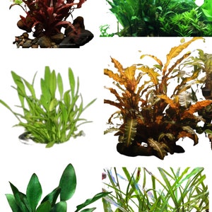 May include: Assortment of six different types of aquarium plants. The plants are green, red, and orange. The plants are in various sizes and shapes.