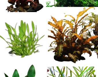 Ultimate Cryptocoryne Collection - 6-Pack Aquarium Plants - Wendtii Red, Green, Bronze, Parva, Spiralis, and Lutea - Diverse & Easy Care