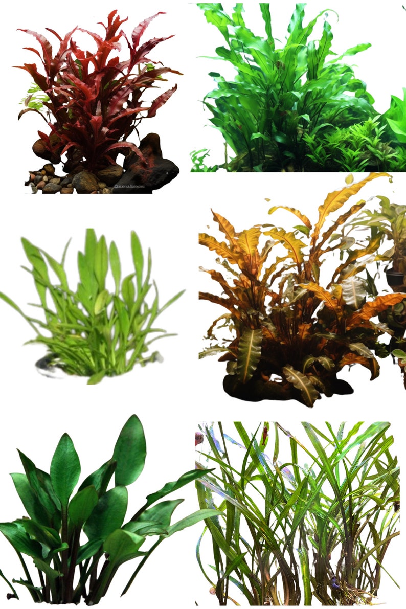 Ultimate Cryptocoryne Collection 6-Pack Aquarium Plants Wendtii Red, Green, Bronze, Parva, Spiralis, and Lutea Diverse & Easy Care image 1