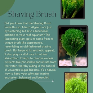 Shaving Brush Macro Algae - Reef Aquarium, Natural Filtration