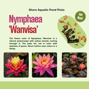 Vibrant Nymphaea 'Wanvisa' Award-Winning Hardy Water Lily for Medium to Large Ponds image 1