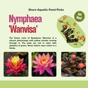 Vibrant Nymphaea &#39;Wanvisa&#39; - Award-Winning Hardy Water Lily for Medium to Large Ponds