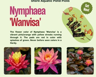 Vibrant Nymphaea 'Wanvisa' - Award-Winning Hardy Water Lily for Medium to Large Ponds