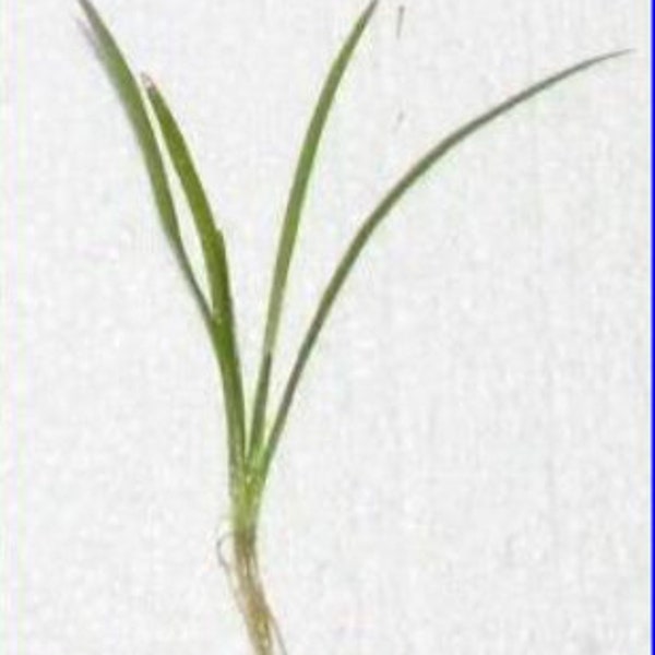 Sagittaria Subulata, Dwarf Sag freshwater aquarium plant (Buy 2, Get 1 FREE)