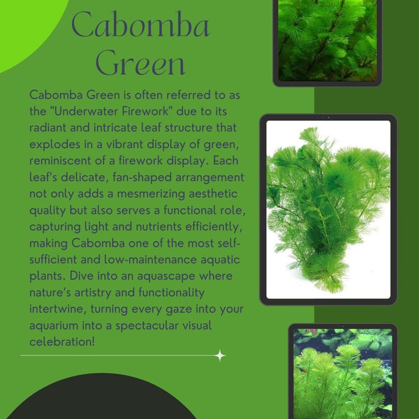 Cabomba Green - Lush Aquatic Wonder - Feather-Like Foliage for Aquariums - 1/3/5 Bunch Packs