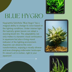 Hygrophila Salicifolia Blue Hygro Freshwater Aquatic Plant Lush & Colorful 1/3/5 Bunch Pack Options image 1