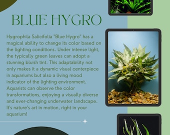 Hygrophila Salicifolia "Blue Hygro" - Freshwater Aquatic Plant - Lush & Colorful - 1/3/5 Bunch Pack Options