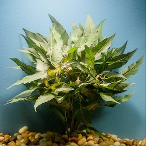 Hygrophila Salicifolia Blue Hygro Freshwater Aquatic Plant Lush & Colorful 1/3/5 Bunch Pack Options image 4