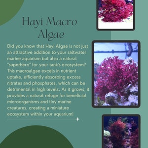 Hayi Algae for Saltwater Marine Aquariums - Natural Nutrient Absorber - 1/3/5/2ounce Pack Options