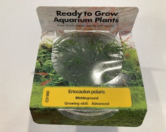 Polaris Eriocaulon Cinerum Tissue Culture for Midground Aquarium Decoration