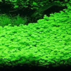 Hydrocotyle cf. tripartita, Hydrocotyle sp. 'Japan' or Hydrocotyle sp. 'Australia' Plant Mat 10X10 Aquarium Plant zdjęcie 2