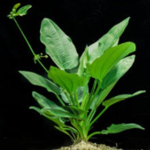 Radican Sword, Echinodorus Cordifolius potted freshwater aquarium plant (Buy 2, Get 1 Free)