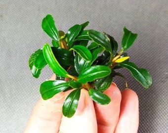 Bucephalandra Quad-pack - Exquisite Aquatic Greens - 4 Unique