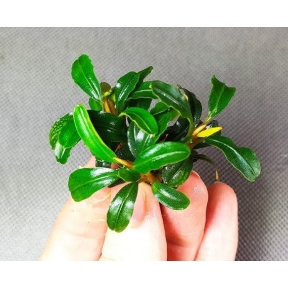 Bucephalandra Quad-pack - Exquisite Aquatic Greens - 4 Unique