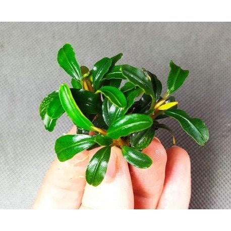 Bucephalandra Quad-pack - Exquisite Aquatic Greens - 4 Unique