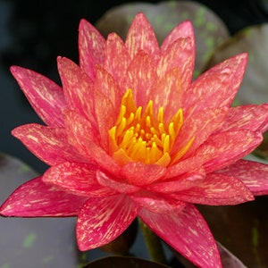 Vibrant Nymphaea 'Wanvisa' Award-Winning Hardy Water Lily for Medium to Large Ponds image 3