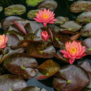 Vibrant Nymphaea 'Wanvisa' Award-Winning Hardy Water Lily for Medium to Large Ponds image 7