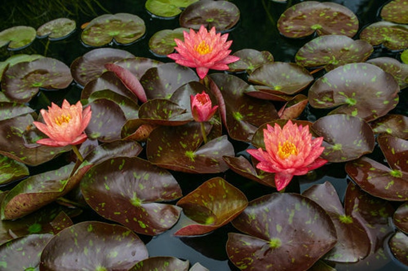 Vibrant Nymphaea 'Wanvisa' Award-Winning Hardy Water Lily for Medium to Large Ponds image 7