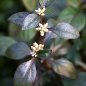 Alternanthera Ficoidea, Joseph&#39;s Coat, Cherry Hedge freshwater aquarium plant (Buy 2, Get 1 FREE)