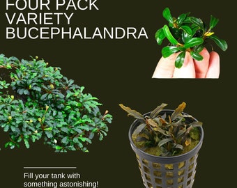 Bucephalandra Black Angel Indo | Ships From Austin, Texas - Etsy
