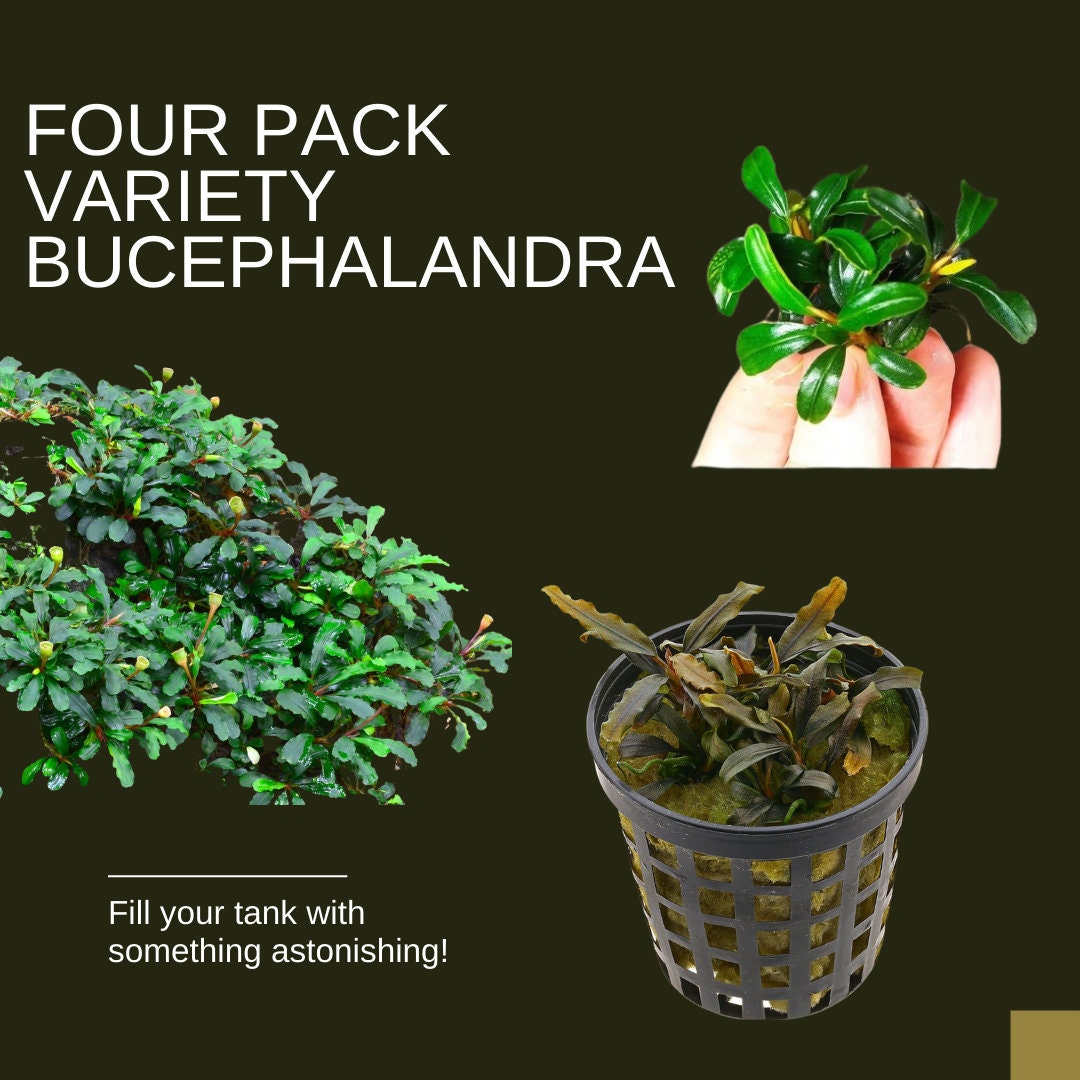 Bucepharandra4株セット Bucepharandra4株セット タグ付き