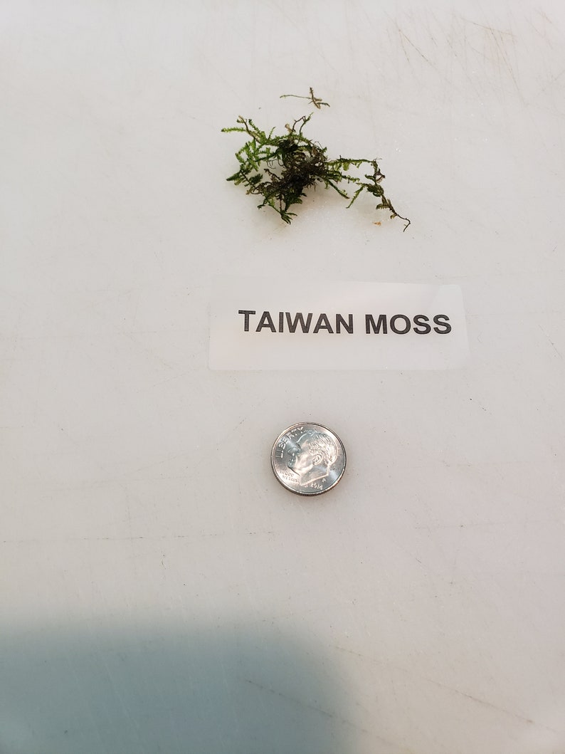 Taiwan Moss-live aquarium plant Buy 2, Get 1 FREE Taxiphyllum Alternans image 2