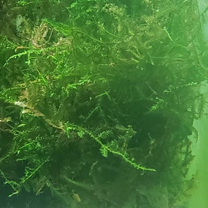 Taiwan Moss-live aquarium plant Buy 2, Get 1 FREE Taxiphyllum Alternans image 1