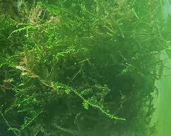 Taiwan Moss-live aquarium plant (Buy 2, Get 1 FREE) Taxiphyllum Alternans