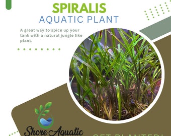 Cryptocoryne Spiralis Freshwater Aquatic Plant - Robust and Elegant - 1/3/5 Bunch Pack Options