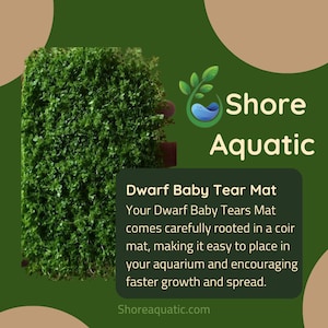 Featured Product: Dwarf Baby Tears Mat (Hemianthus callitrichoides) 3x5 inches by Shore Aquatic - Perfect for Aquascaping & Carpeting!