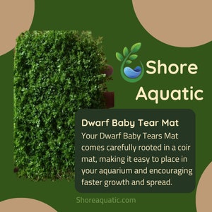 Featured Product: Dwarf Baby Tears Mat (Hemianthus callitrichoides) 3x5 inches by Shore Aquatic - Perfect for Aquascaping & Carpeting!