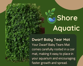 Featured Product: Dwarf Baby Tears Mat (Hemianthus callitrichoides) 3x5 inches by Shore Aquatic - Perfect for Aquascaping & Carpeting!