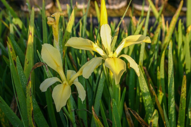 ShoreAquatic Dixie Deb Iris