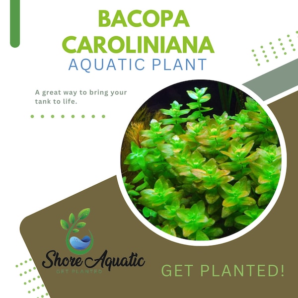 Bacopa Caroliniana Freshwater Aquatic Plant - Vibrant and Easy Care - 1/3/5 Bunch Pack Options