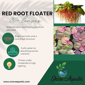Red Root Floaters 30+ Leaves