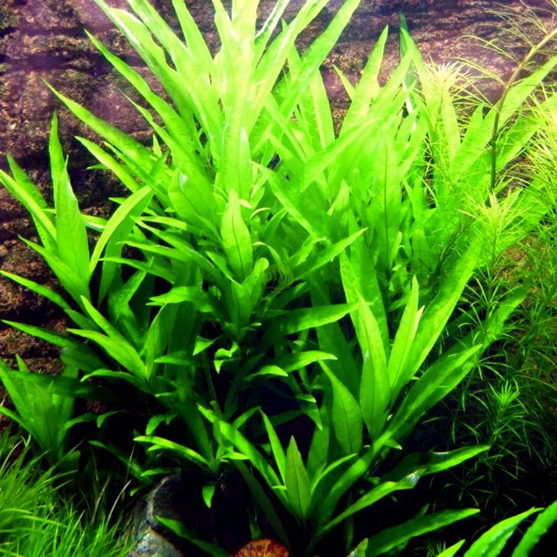 Hygrophila Salicifolia Blue Hygro Freshwater Aquatic Plant Lush & Colorful 1/3/5 Bunch Pack Options image 3